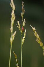 Malachius coccineus