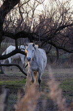 Cheval camarguais