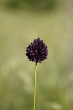 Ail à tête ronde