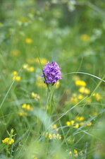 Orchis pyramidal