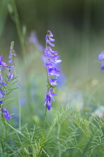 Fleur de vesce à feuilles étroites - sous réserve