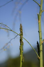 Asperge officinale - sous réserve