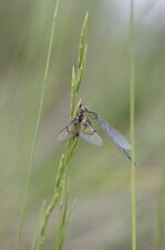 Demoiselle Vs éphémère