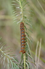 Chenille du sphinx de l