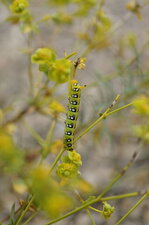 Chenille du sphinx de l