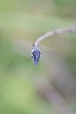 Melecta luctuosa