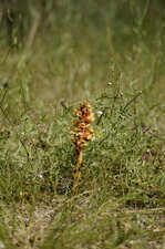 Orobanche du thym