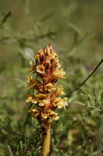 Orobanche du thym