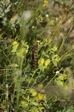 Chenille de sphinx de l