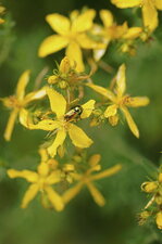 Chrysomèle sp. ?