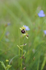 Ophrys aranifera ou virescens ?