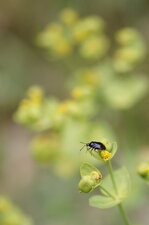 Deraeocoris ruber