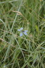 Nigelle de Damas