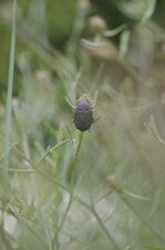 Cétoine sp.