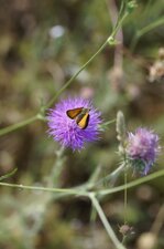 Hespéridé sp.