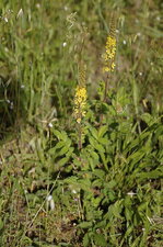 Aigremoine eupatoire - sous réserve