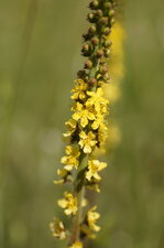 Fleurs d