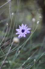 Catananche bleue