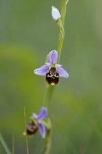 Fleur d
