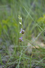 Ophrys bourdon - sous réserve