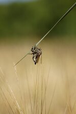 Mouches à toison