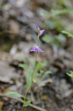 Céphalanthère rouge