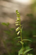 Inflorescence de digitale jaune