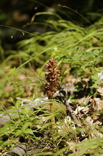 Orobanche sp.