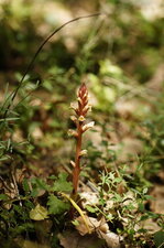 Orobanche sp.