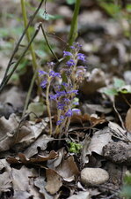Orobanche de Mutel - sous réserve