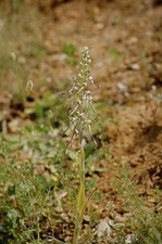 Himantoglossum hircinium