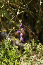 Céphalanthère rouge
