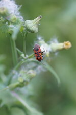 Spilotethus pandurus