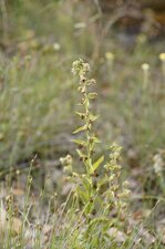Epipactis hélleborine - sous réserve