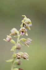 Fleur d