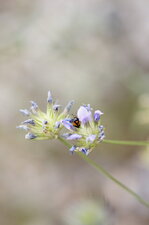Deraeocoris schach