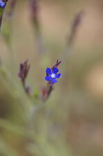 Fleur de buglosse d