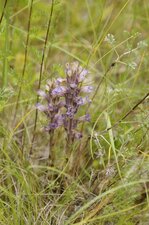 Orobanche sp.