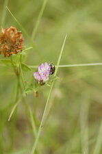 Chrysomèle sp ?