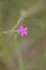 Fleur d