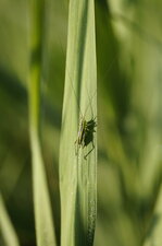 Conocephalus dorsalis 