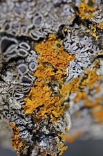 Xanthoria parietina - sous réserve