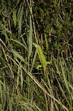 Lézard vert