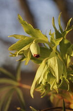 Hellébore fétide - inflorescence