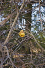 Poire
