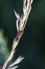 Stenopterus rufus