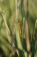 Crocothémis écarlate - femelle