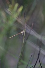 Agrion orangé