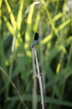Calopteryx éclatant