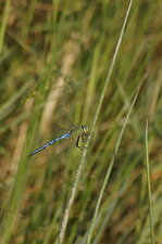 Anax empereur mâle